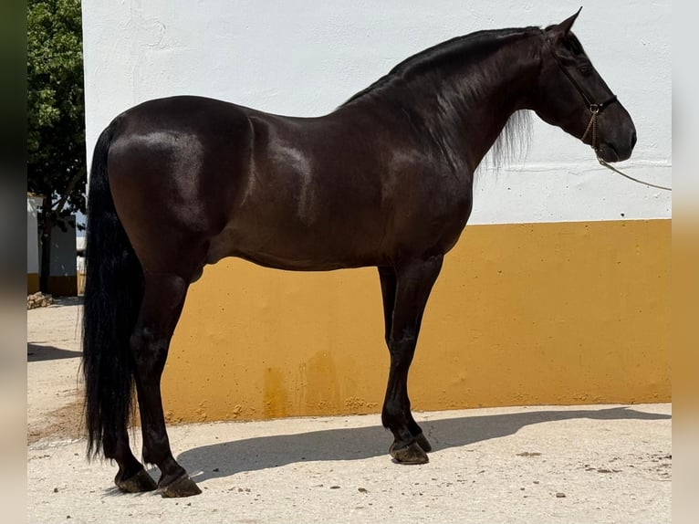 PRE Mix Stallion 5 years 15,3 hh Black in Martfeld
