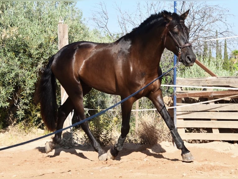 PRE Stallion 5 years 15,3 hh Black in Provinz Malaga