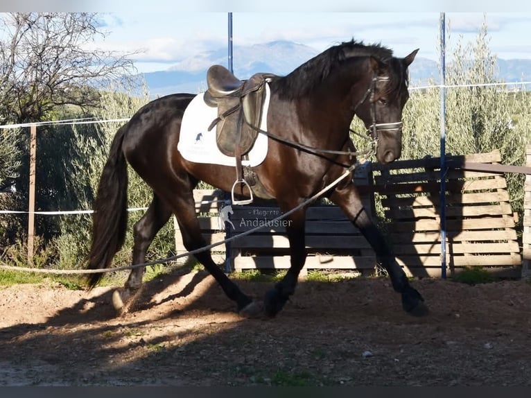 PRE Stallion 5 years 15,3 hh Black in Provinz Malaga