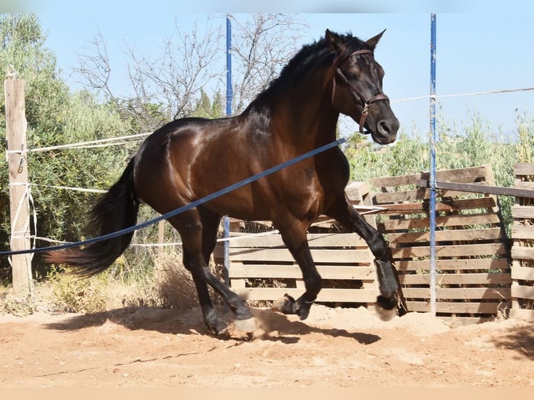 PRE Stallion 5 years 15,3 hh Black in Provinz Malaga