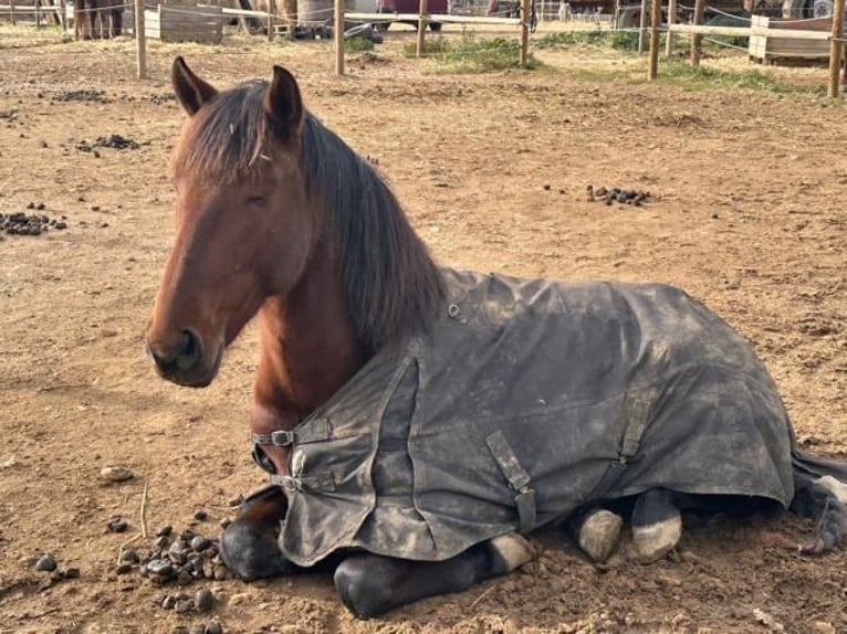PRE Mix Stallion 5 years 15,3 hh Brown in Barcelona