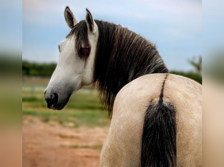 PRE Mix Stallion 5 years 15,3 hh Can be white in Valencia
