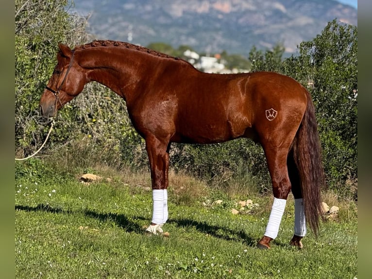 PRE Mix Stallion 5 years 15,3 hh Chestnut-Red in Martfeld