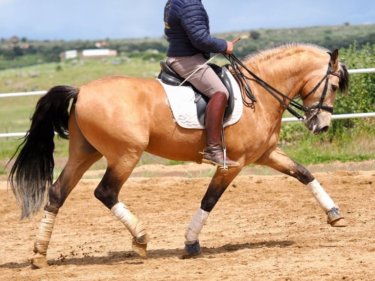 PRE Mix Stallion 5 years 15,3 hh Dun in Navas Del Madroño