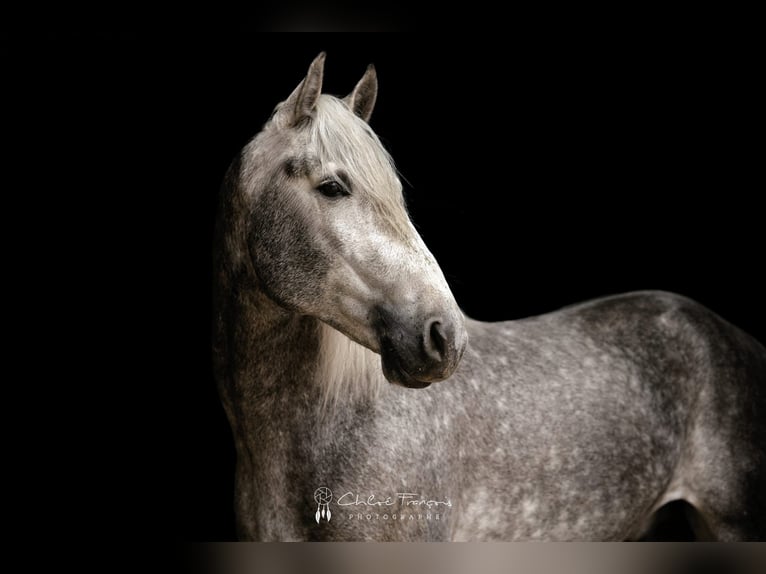 PRE Mix Stallion 5 years 15,3 hh Gray-Dapple in Simmer