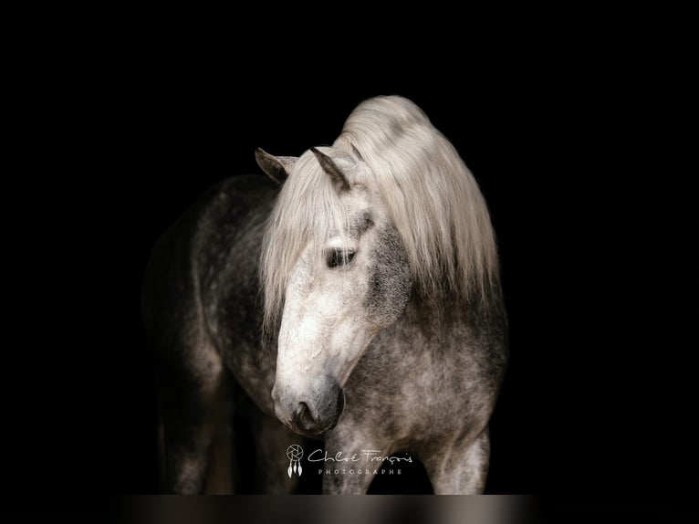 PRE Mix Stallion 5 years 15,3 hh Gray-Dapple in Simmer