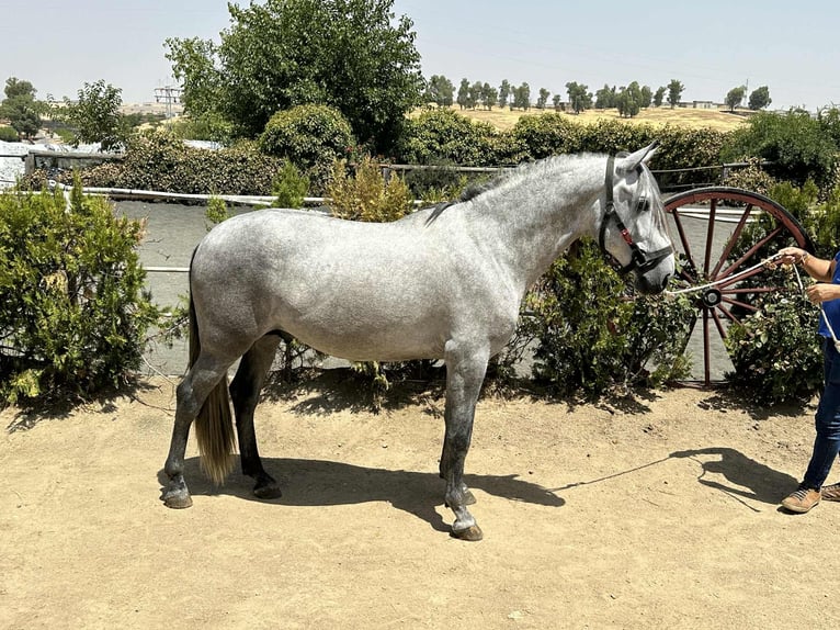 PRE Stallion 5 years 15,3 hh Grey in Galaroza (Huelva)
