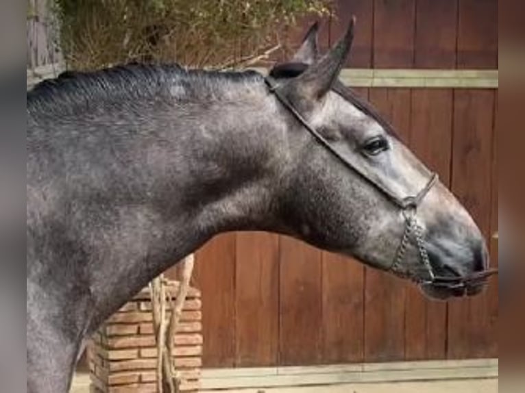 PRE Mix Stallion 5 years 15,3 hh Grey in Malaga