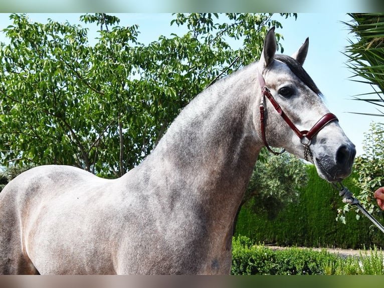 PRE Stallion 5 years 16,1 hh in Provinz Granada