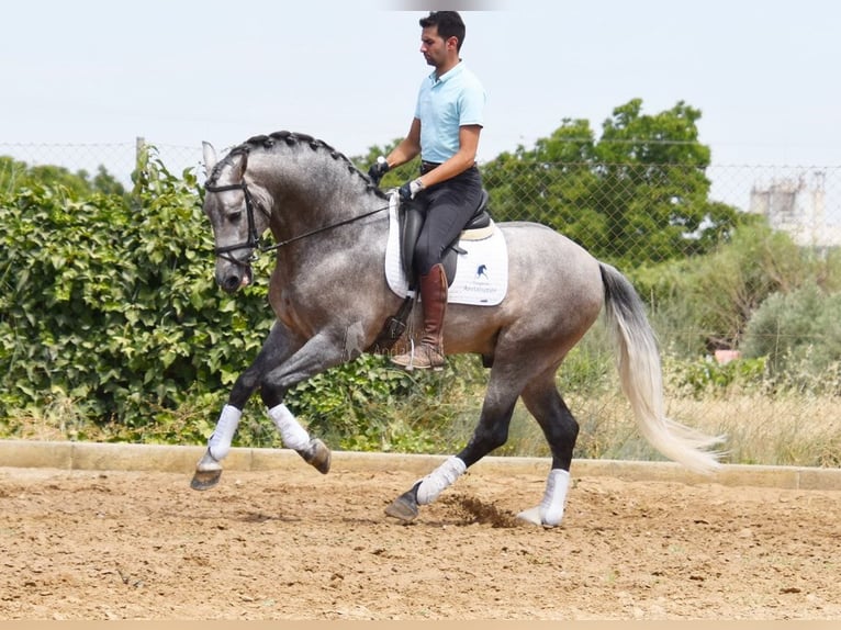 PRE Stallion 5 years 16,1 hh in Provinz Granada