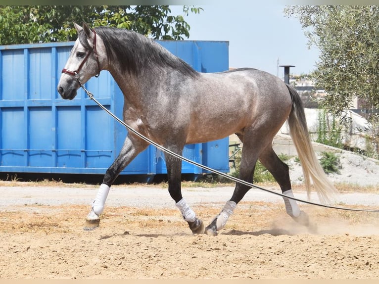 PRE Stallion 5 years 16,1 hh in Provinz Granada