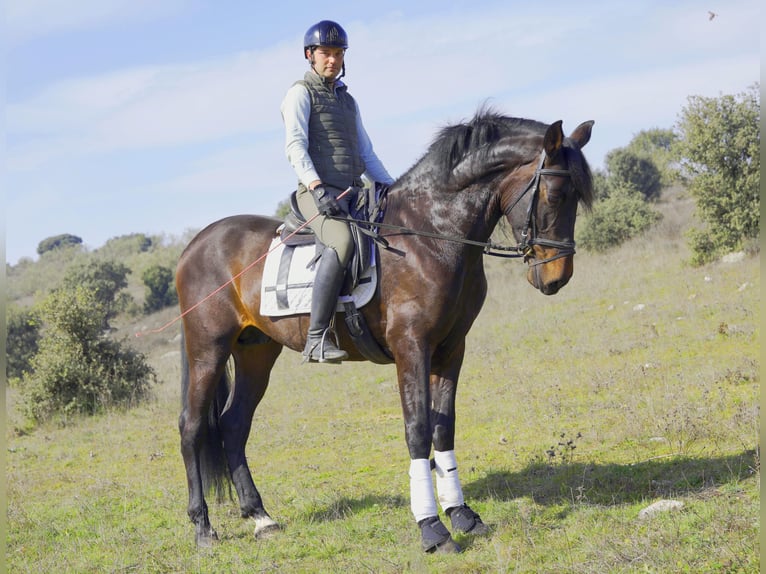 PRE Stallion 5 years 16,1 hh Bay-Dark in Madrid