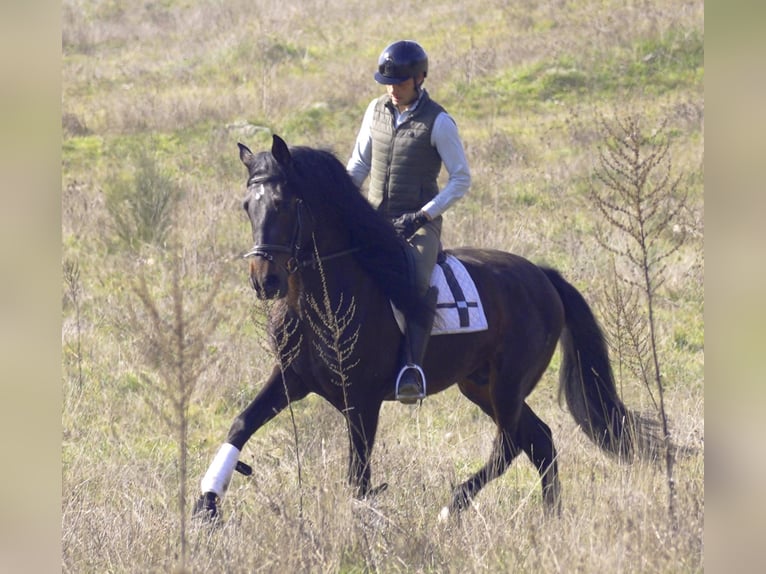 PRE Stallion 5 years 16,1 hh Bay-Dark in Madrid