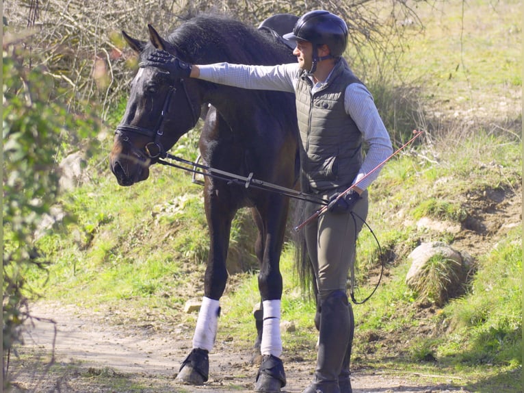 PRE Stallion 5 years 16,1 hh Bay-Dark in Madrid