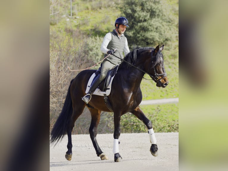 PRE Stallion 5 years 16,1 hh Bay-Dark in Madrid