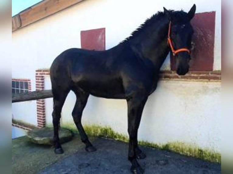 PRE Mix Stallion 5 years 16,1 hh Bay in MADRID