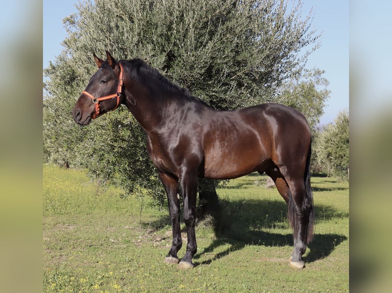 PRE Mix Stallion 5 years 16,1 hh Bay in Madrid