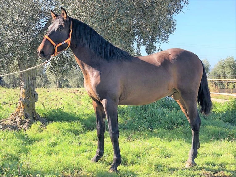 PRE Mix Stallion 5 years 16,1 hh Bay in MADRID