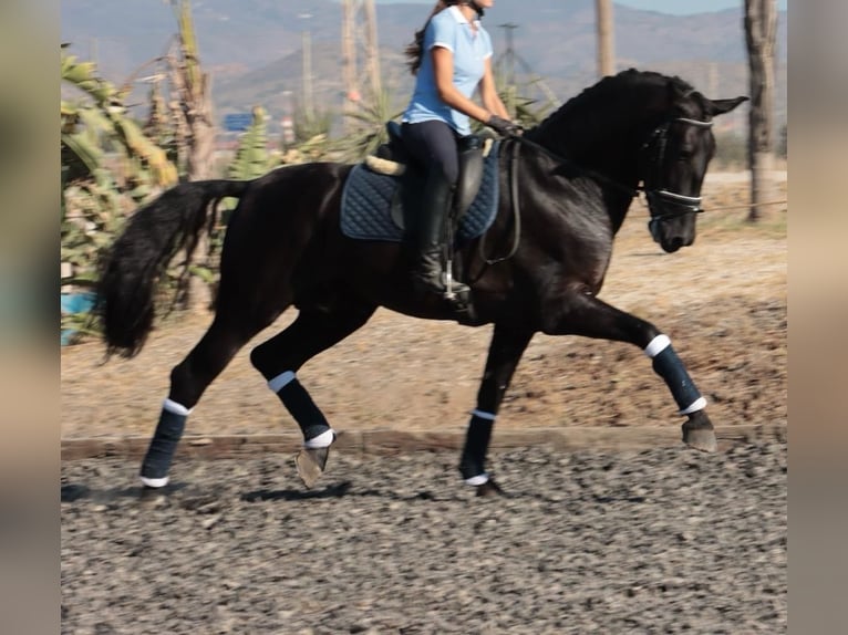 PRE Mix Stallion 5 years 16,1 hh Black in Malaga