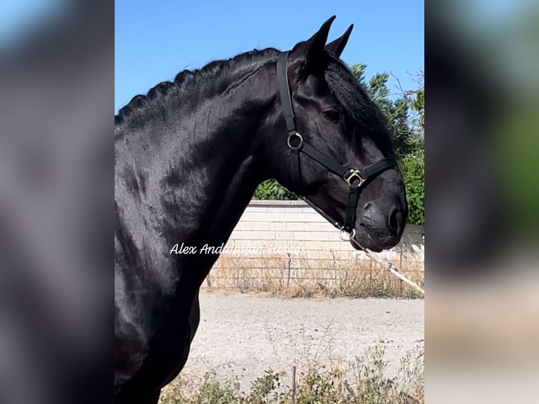 PRE Mix Stallion 5 years 16,1 hh Black in Sevilla