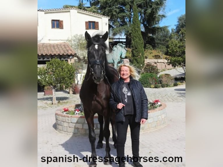 PRE Mix Stallion 5 years 16,1 hh Black in Barcelona