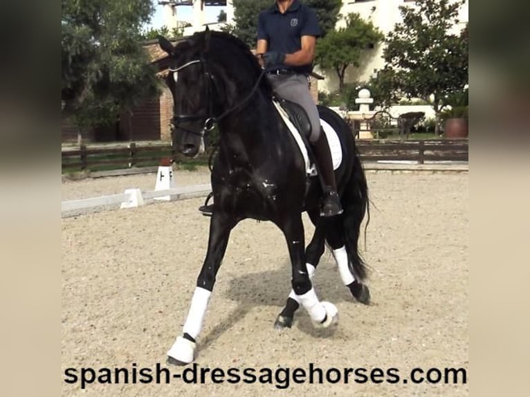 PRE Mix Stallion 5 years 16,1 hh Black in Barcelona