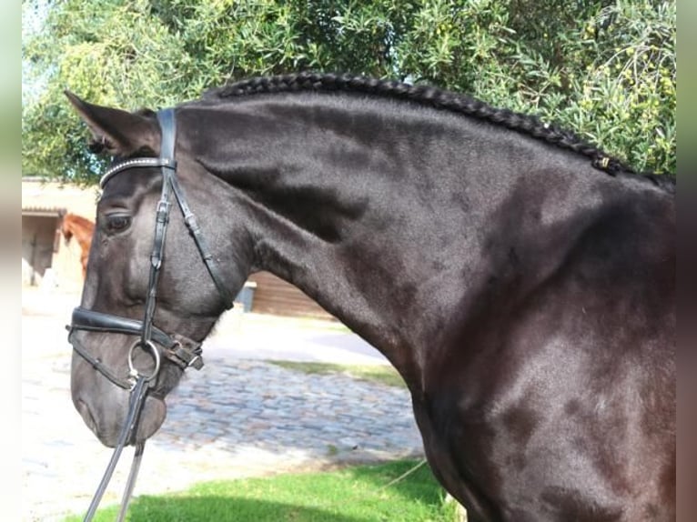 PRE Mix Stallion 5 years 16,1 hh Black in Barcelona