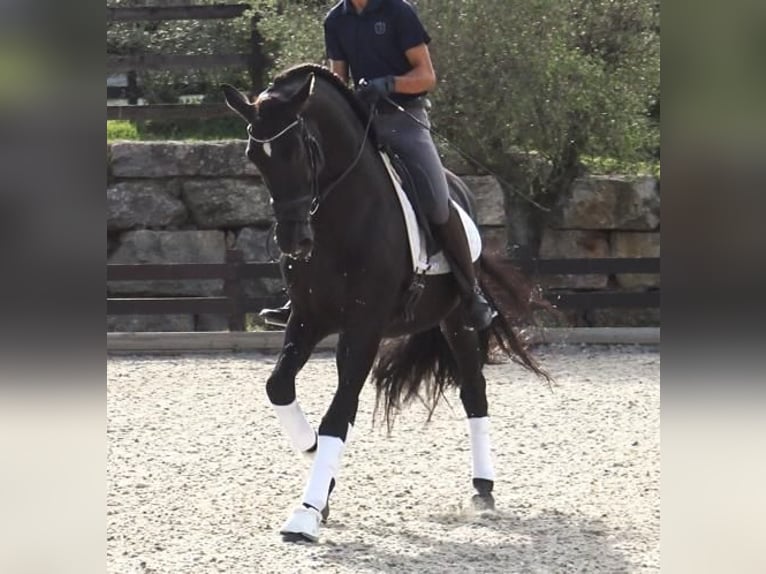 PRE Mix Stallion 5 years 16,1 hh Black in Barcelona