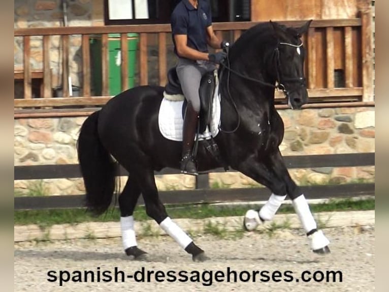 PRE Mix Stallion 5 years 16,1 hh Black in Barcelona