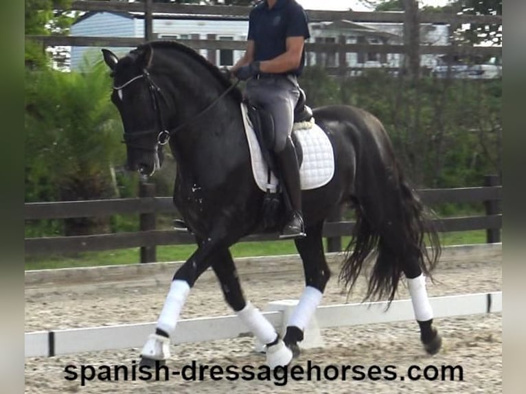 PRE Mix Stallion 5 years 16,1 hh Black in Barcelona