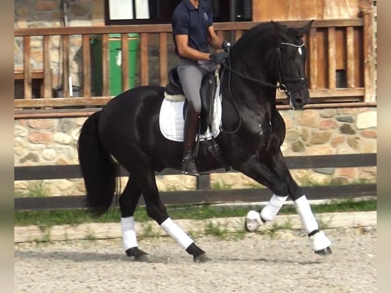 PRE Mix Stallion 5 years 16,1 hh Black in Barcelona