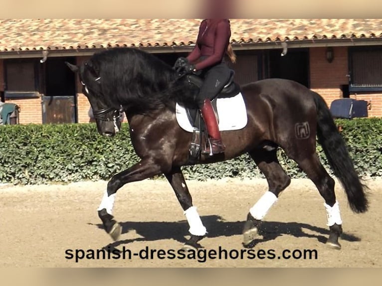 PRE Mix Stallion 5 years 16,1 hh Black in Barcelona