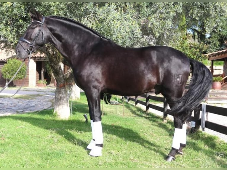 PRE Mix Stallion 5 years 16,1 hh Black in Barcelona