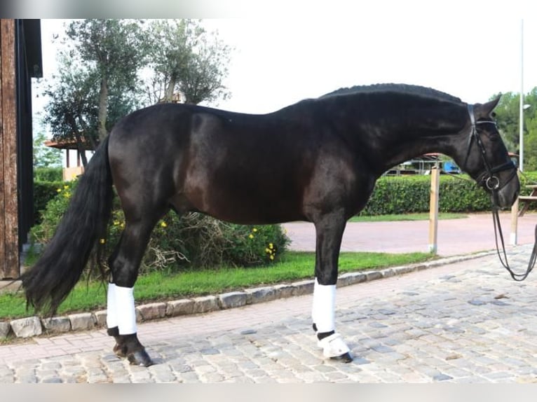 PRE Mix Stallion 5 years 16,1 hh Black in Barcelona