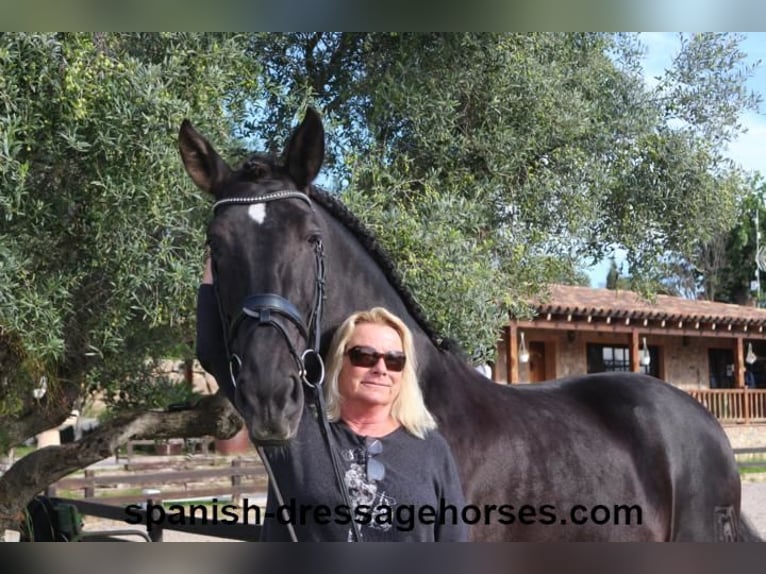 PRE Mix Stallion 5 years 16,1 hh Black in Barcelona