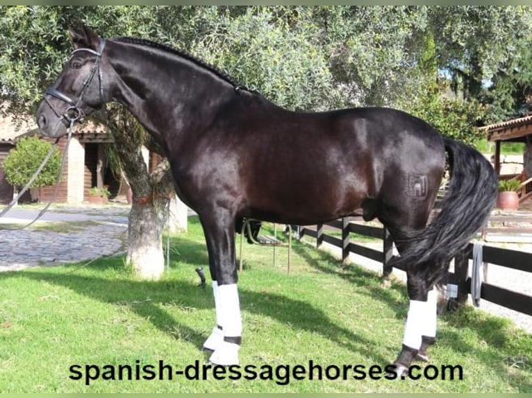 PRE Mix Stallion 5 years 16,1 hh Black in Barcelona