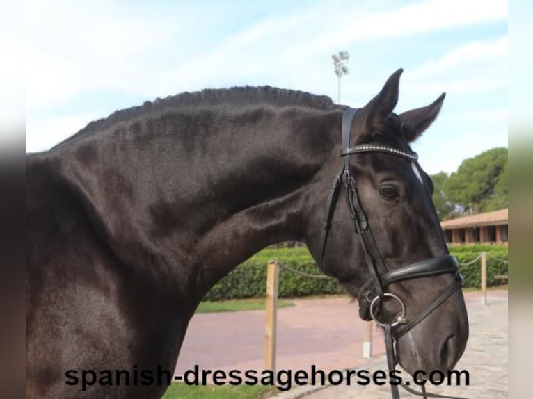 PRE Mix Stallion 5 years 16,1 hh Black in Barcelona