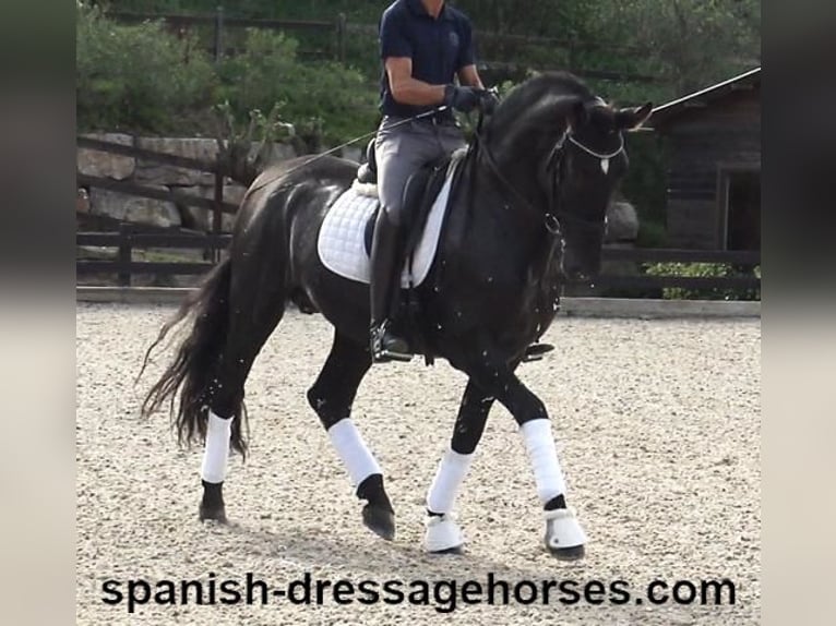 PRE Mix Stallion 5 years 16,1 hh Black in Barcelona