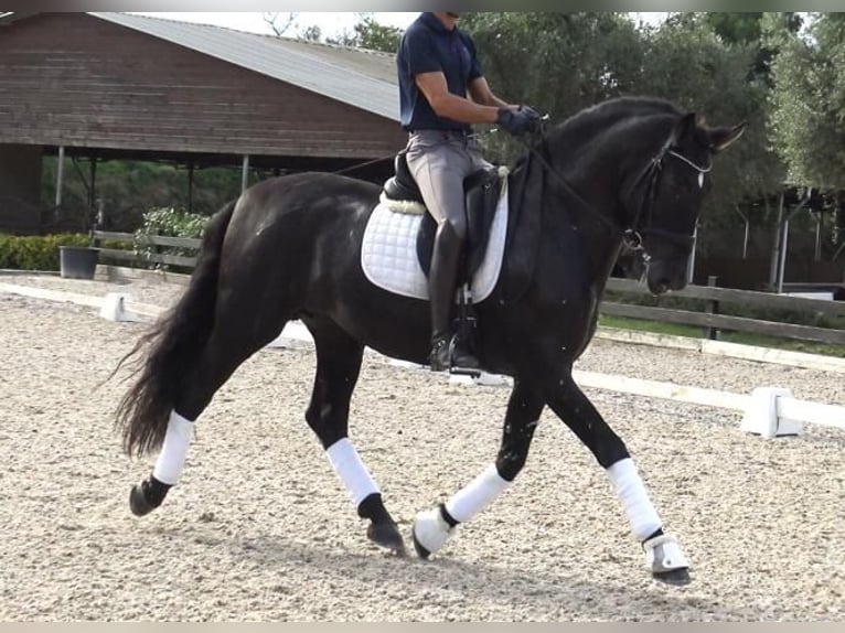 PRE Mix Stallion 5 years 16,1 hh Black in Barcelona