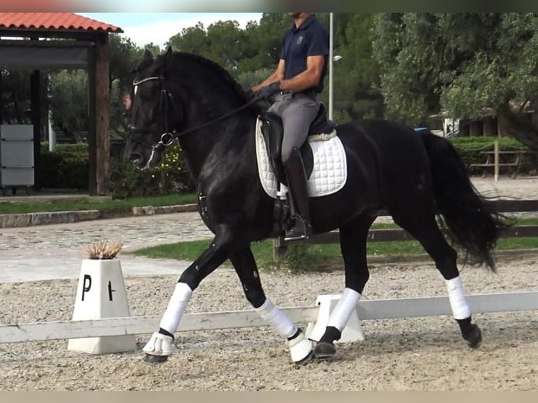 PRE Mix Stallion 5 years 16,1 hh Black in Barcelona