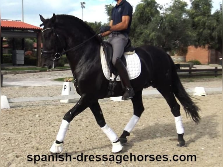 PRE Mix Stallion 5 years 16,1 hh Black in Barcelona