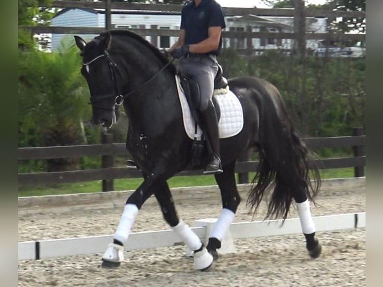 PRE Mix Stallion 5 years 16,1 hh Black in Barcelona