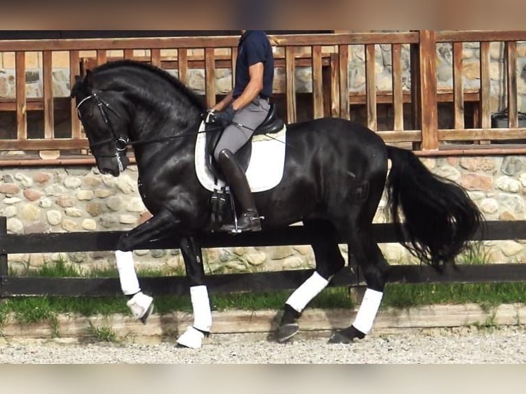 PRE Mix Stallion 5 years 16,1 hh Black in Barcelona