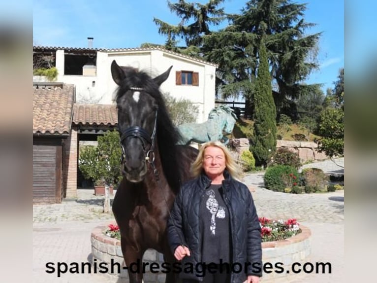 PRE Mix Stallion 5 years 16,1 hh Black in Barcelona