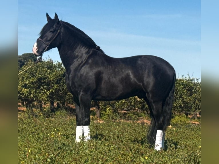 PRE Stallion 5 years 16.1 hh Black in Schwarme