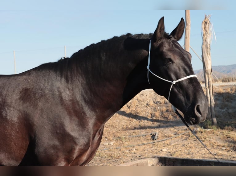 PRE Mix Stallion 5 years 16,1 hh Black in Barcelona
