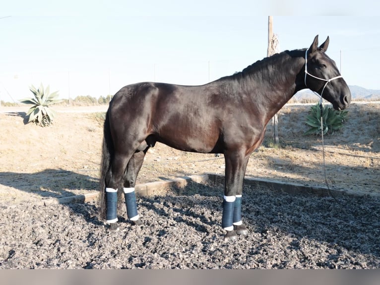 PRE Mix Stallion 5 years 16,1 hh Black in Málaga