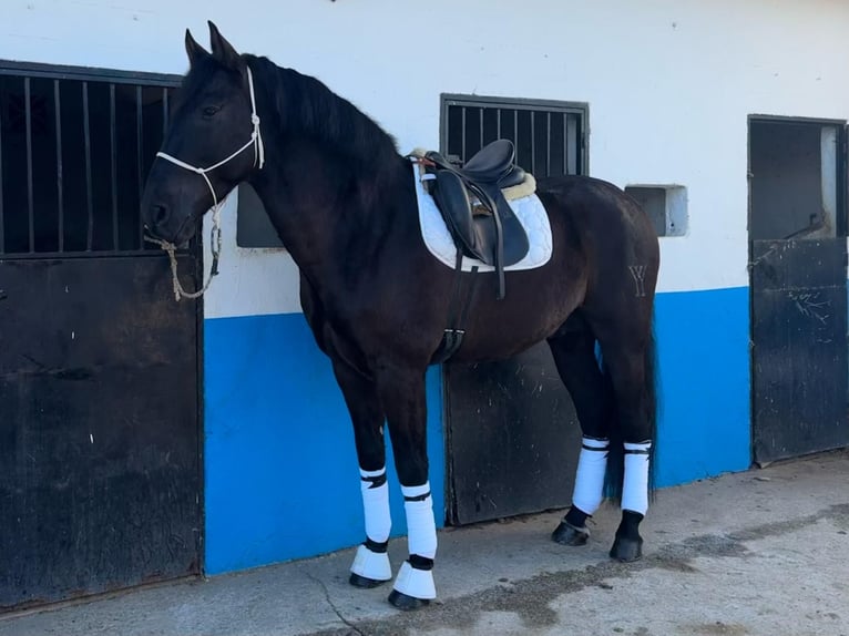 PRE Mix Stallion 5 years 16,1 hh Black in Málaga