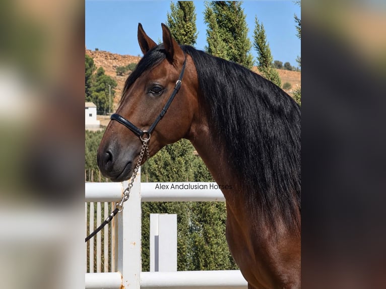 PRE Mix Stallion 5 years 16.1 hh Brown in Sevilla