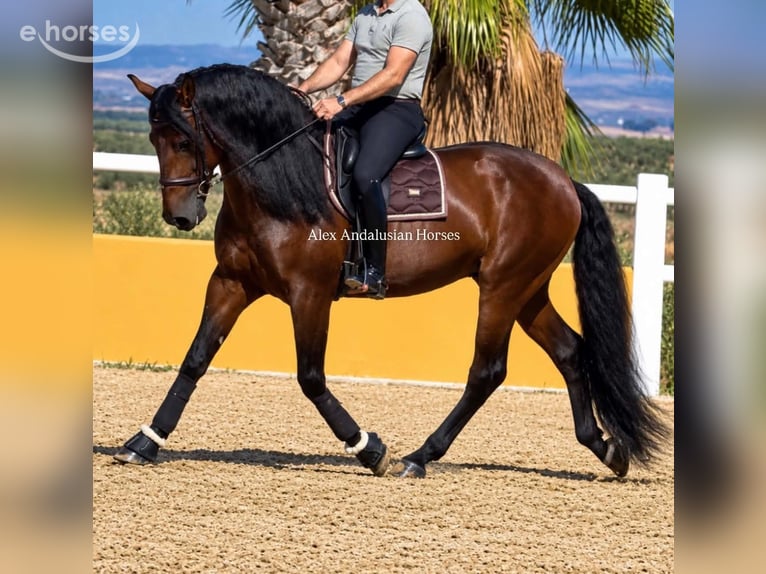 PRE Mix Stallion 5 years 16.1 hh Brown in Sevilla